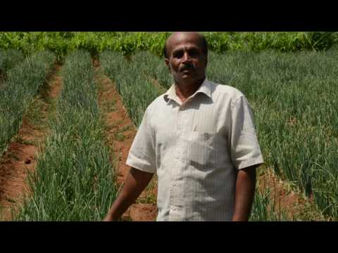 Production of ARKA Kalyan Onion - IIHR 