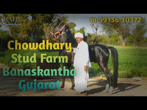, title : 'marwar horse||चौधरी स्टड फार्म बनासकांठा गुजरातChowdhary Stud Farm Banaskantha Gujarat m.9913630372'