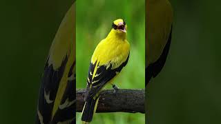 Download lagu Penyanyi alami bermantel emas. Burung liar. Burung Oriole tengkuk hitam (Oriolus chinensis). #burung mp3 Download lagu Penyanyi alami bermantel emas. Burung liar. Burung Oriole tengkuk hitam (Oriolus chinensis). #burung mp3