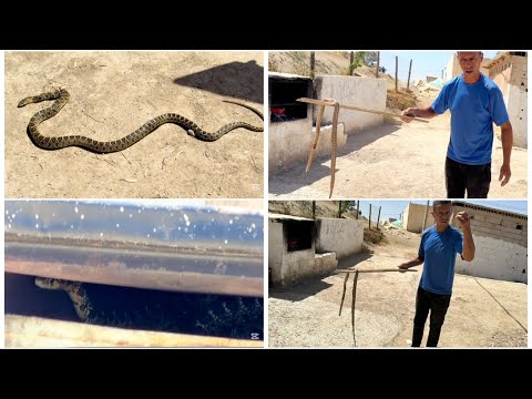 هاد الحنش دخل علينا كان عض ليا زياد.😭وهاد الدار العامرة حنوشة غادي نخويها ونهاجر البلاد 😭
