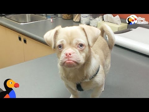 download lagu mp3 mp4 Down Syndrome Dog, download lagu Down Syndrome Dog gratis, unduh video klip Down Syndrome Dog