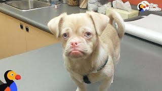 Special Dog Finds Family Who Loves All His Differences | The Dodo