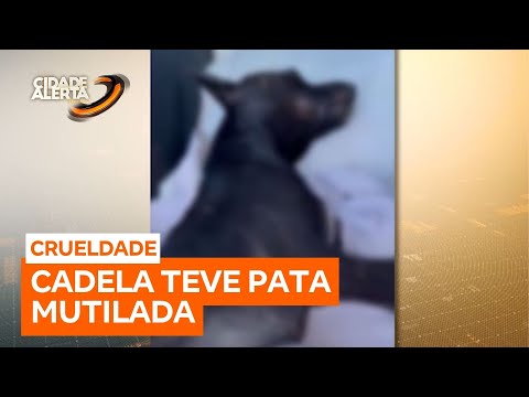Cadela tem pata mutilada em Santo Antônio do Aracanguá (SP)