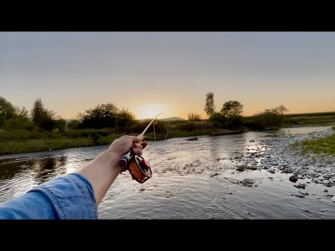 #55 Fly Fishing for Trout - No Kill Episode - Soła River