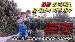 베란다 감귤?? 감귤묘목 화분재배??!! : 식목일에 함께 한 아이들과의 시간^^