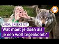 Linda breekt UIT! #33 Wolf spotten op de Veluwe