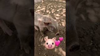 You’ve NEVER Seen a Pig This Adorable! 😍 #Nicaragua #cute #animals