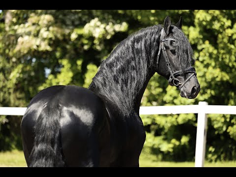 Stal Okkema's Sapphire - Czort x Thomas - Gelding - 2021 - 1.70m