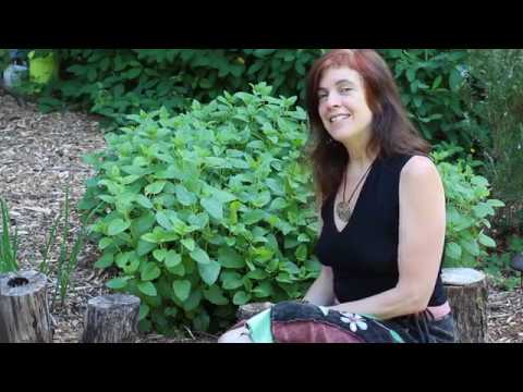 download lagu mp3 mp4 How To Cook With Lemon Balm, download lagu How To Cook With Lemon Balm gratis, unduh video klip How To Cook With Lemon Balm