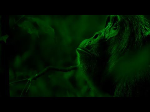 Mani Deïz - Le feu des singes