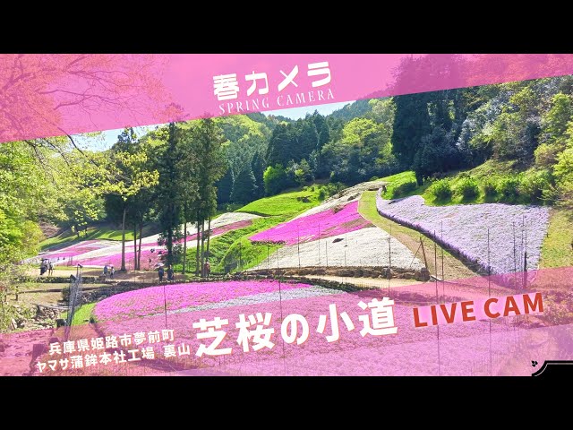 姫路城ライブ春カメラ（Himeji Castle Live Spring Camera）