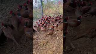 LA CRIANZA DE FAISANES EN CHINA: BELLEZA Y TRADICIÓN