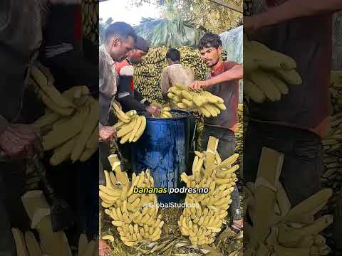 Bananas podres virando comida de galinha em tempo real 🍌🪱 #shorts #incrivel