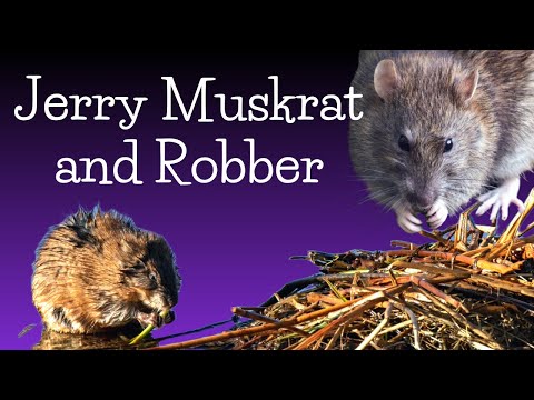 Listen and Look Burgess Animal Book Chapter 13: A Worker and a Robber