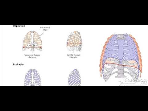 Thoracic cage