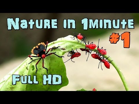 Nature In 1 minute - Insects #1