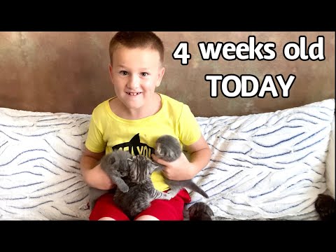 Our kittens turned 4 weeks old today / Нашим котятам сегодня 4 недели | Scottish Fold