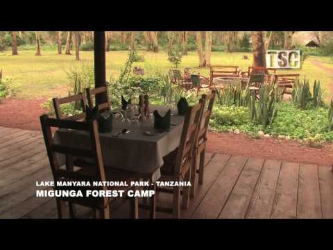 download lagu mp3 mp4 Migunga Forest Camp, download lagu Migunga Forest Camp gratis, unduh video klip Migunga Forest Camp