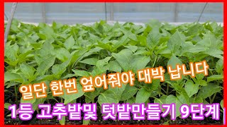 일단 엎어야 대한민국 1등고추밭 및 텃밭이 될수 있습니다 9단계 ~고추밭 토양관리 밭 만들기 귀농귀촌,전원일…