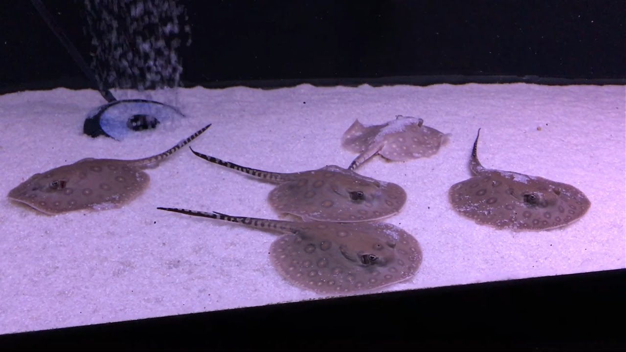 Freshwater Aquarium Stingray • (Types, Tank Size & Breeding)