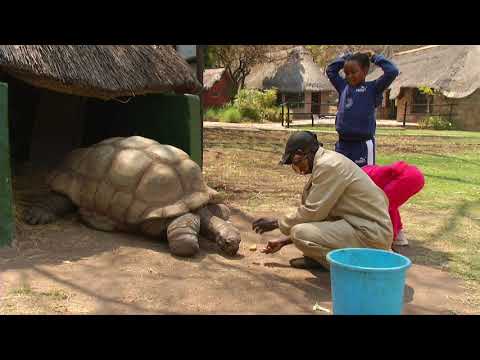 Breshka më e vjetër në Zimbabve, me moshë 300-vjeçare