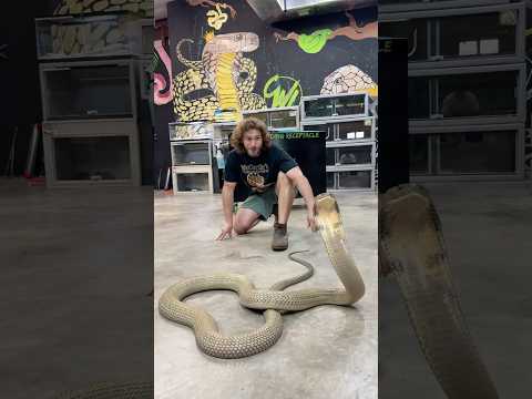 Cranky King Cobra! #shorts #short #animals #wildlife #reptiles #cobra #snake