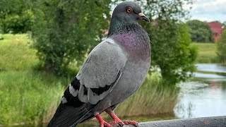 2025 Norway trip! Pt 2