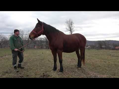 Caii lui Gheizu de la Bozies, Salaj 2019 Nou!!!