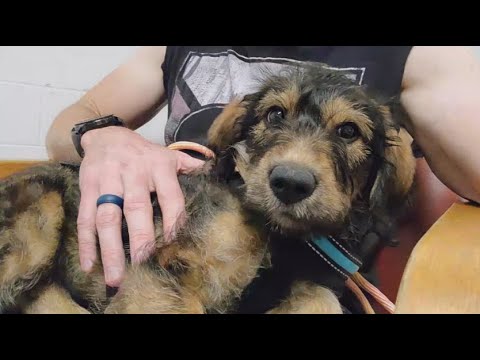 YouTube video about: How much do dog shots cost at petsmart?