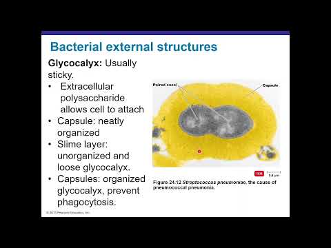 Functional anatomy of prokaryotes and eukaryotes (Chapter 4)