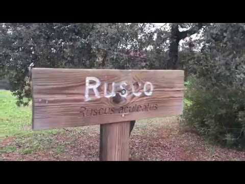 Rusco (Ruscus aculeatus)