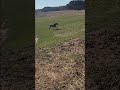 Spanish Mustang Morning Zoomies