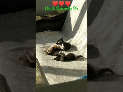 Cute & Funny Cats Video 2021 # Like # Subscribe # Short # CFA-021