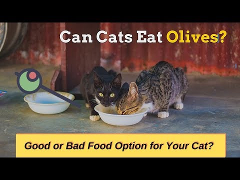 Can Cats Eat Olives | Is This a Healthy Option for Your Cat