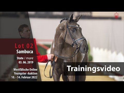 Online Youngster-Auktion Training Lot 2 Sambuca Stute v. So Unique - Lauries Crusador xx