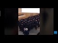 Russian Prankster Drop A Gun In Front Of Police