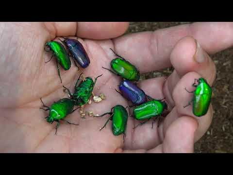 Chlorocala africana; Two subspecies (ssp oertzeni + africana)