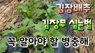이건 꼭해야 병충해 관리!!  김장배추 김장무 심고 벼륙벌레.청벌레.추비 주는법