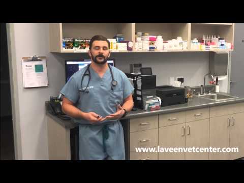 YouTube video about: Can you buy dog antibiotics over the counter?