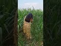 Ye Kya Ho Rha Hai Deepikasingh DiyaAurBatiHum Shorts Trendingreel