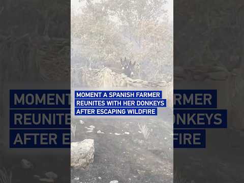 Moment a Spanish farmer reunites with her donkeys after escaping wildfire