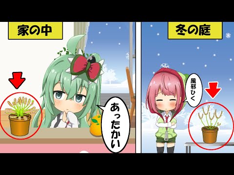 モウセンゴケの家族 植物