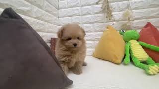 ハーフ犬の動画01