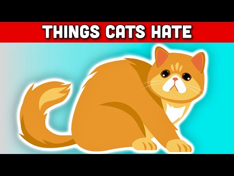 10 THINGS CATS HATE