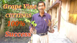 Grow Grape Vine  from Cuttings. It is So Easy !