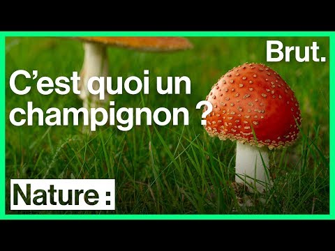 les champignons paraziták