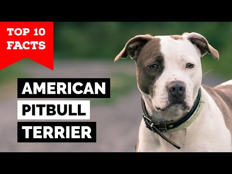 image-Are Pitbull Terrier aggressive?