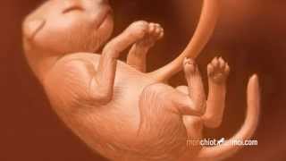 Les phases de développement de l'embryon du chiot⎜ROYAL CANIN®