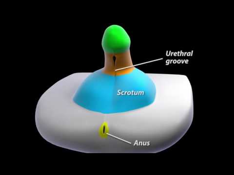Development of male external genitalia