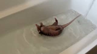 Splish splash armadillo in a bath